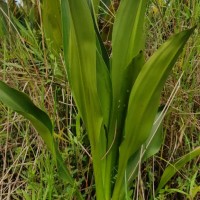 Hanguana anthelminthica (Blume ex Schult. & Schult.f.) Masam.